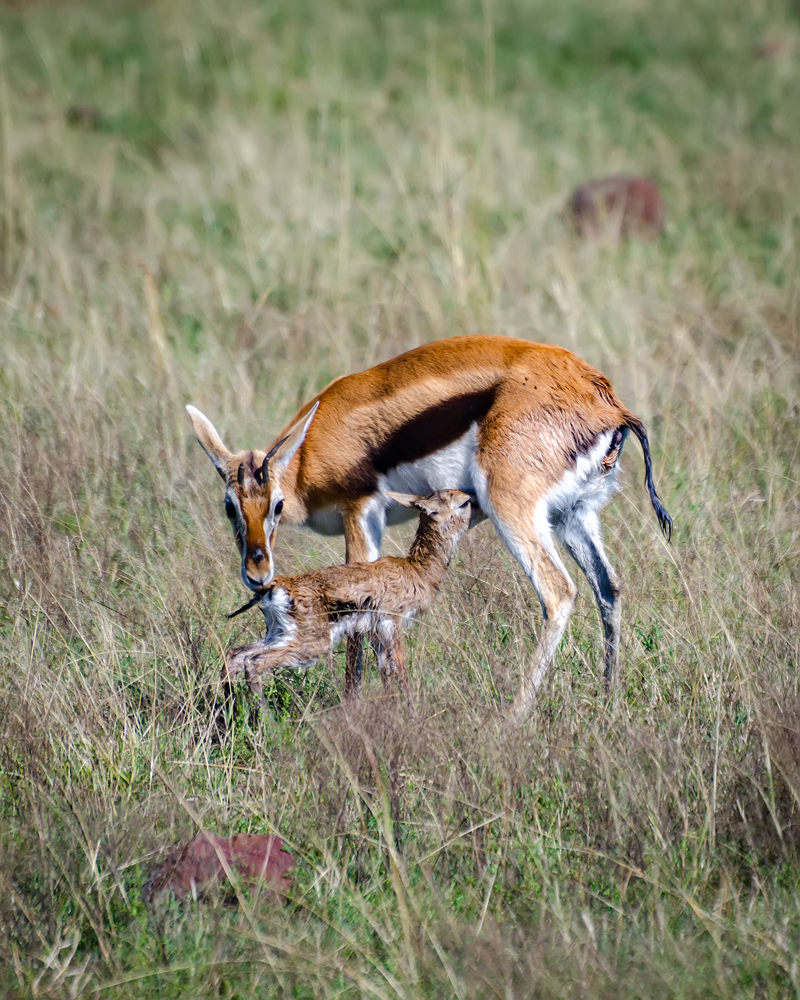 Mama and Baby Dikdik