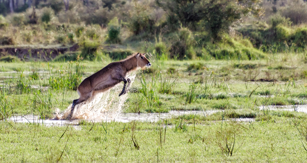 Waterbuck shimmying across water