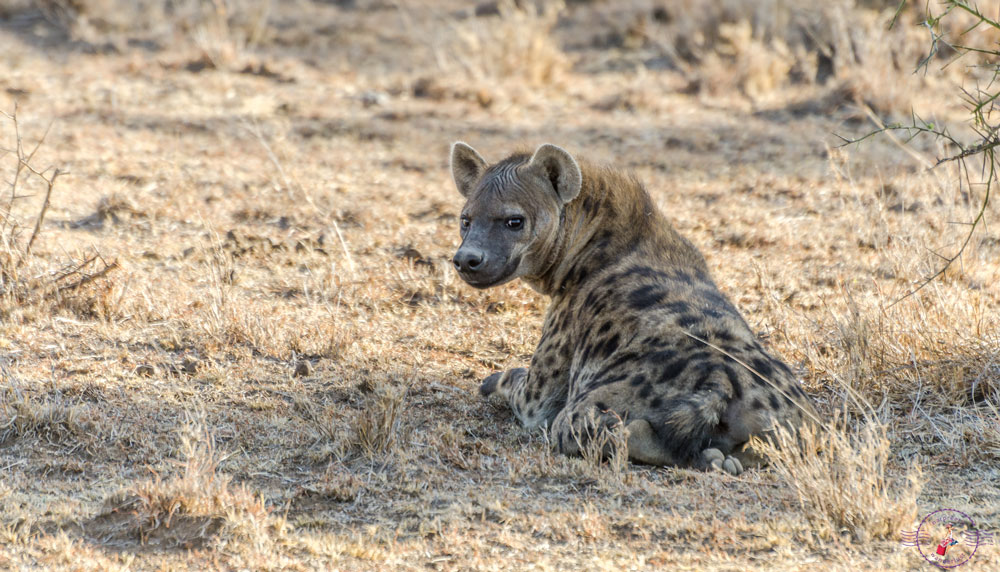 Brown spotted Hyena 