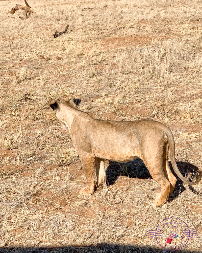 Lion looking out at Samburu 